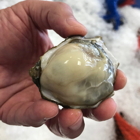 Featured image of Fresh Oysters from Samish Bay, Washington