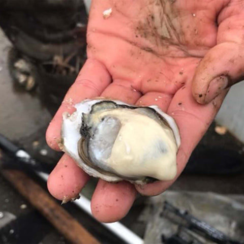 Featured image of Fresh Oysters
