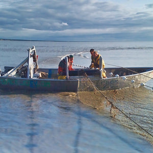 Catch #12: Sockeye Salmon from Coffee Point, Alaska