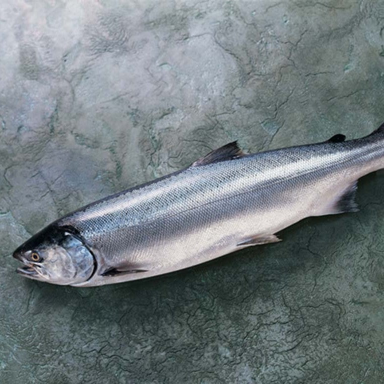 Catch #23: Reef Net Coho Salmon from Lummi Island, Washington