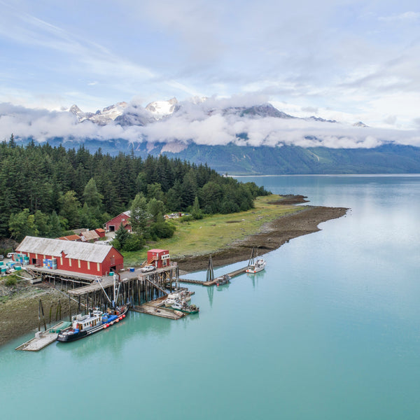 Sockeye Salmon from Haines Packing Company in Southeast Alaska