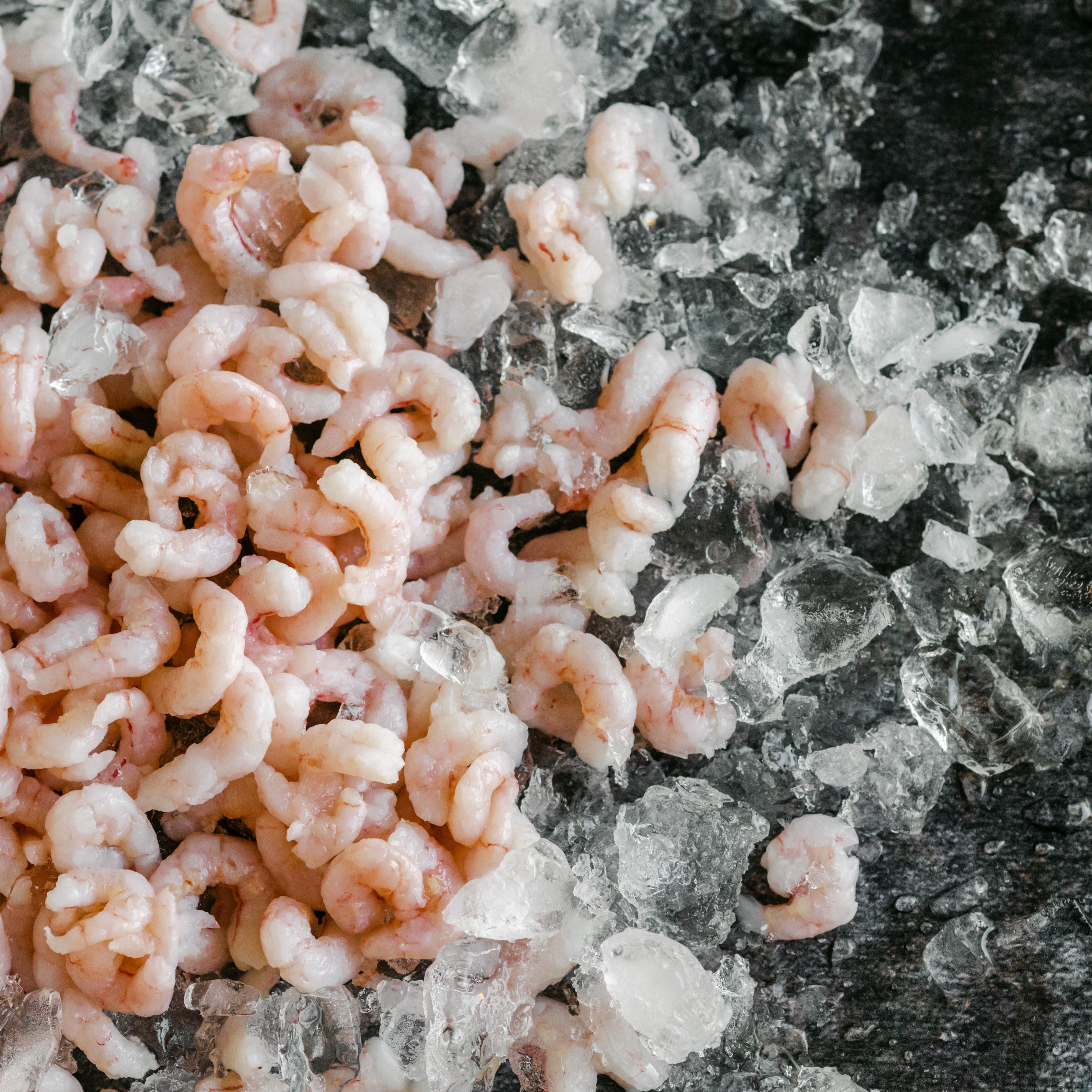 Wild Oregon Pink Shrimp