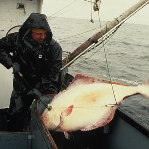 Catch #3: Pacific Halibut from Southeast Alaska