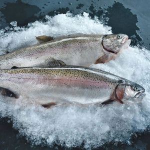 Catch #17: Steelhead Trout from the Columbia River