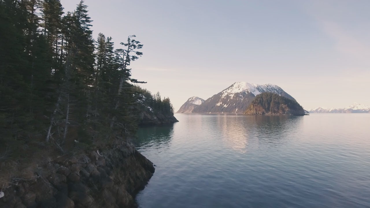 SeaBear Smokehouse | Eagle soaring around evergreen tress over the waters of the Pacific Northwest.